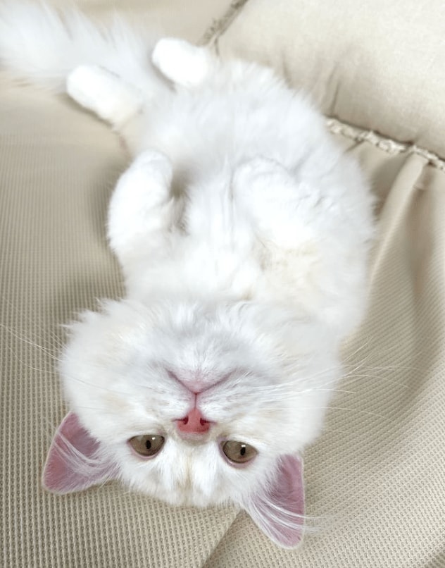 可愛すぎる子猫