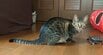 「亀は急に止まれません」スケボーに乗った亀が猫を追いかけた結果…追突するシュールな光景に笑ってしまう