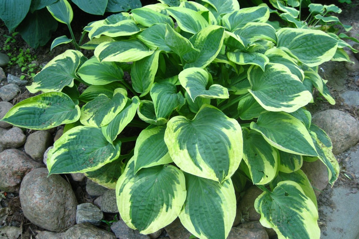 ガーデニング】寄せ植えにもおすすめ。葉色が美しいリーフ