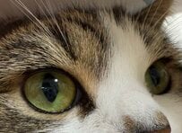 猫の美しい毛並みに宝石のような瞳...「iPhone16を導入してわかったこと」が話題