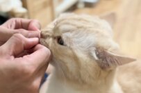 おやつタイム後の猫→飼い主さんに対する「意外な反応」に思わず笑ってしまう