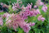 初夏に美しい花が楽しめる《ローメンテな多年草3選》庭になじめばほぼ植えっぱなしOK