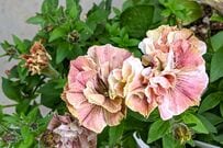春から秋まで長く花が楽しめる〈シックな八重咲きペチュニア〉華やか＆こんもり咲かせる「切り戻し」と「挿し芽」の実践レポート！