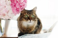 70歳代以上の貯金「平均と中央値」はいくらか？貯金なし世帯も円グラフでチェック！