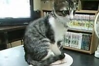 2004年に保護された子猫　22年後の姿に「天晴れ」「今も昔もビューティフル」