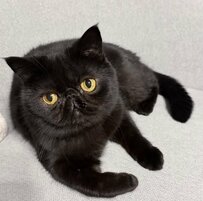 「へそ天」ポーズで日向ぼっこする猫ちゃん→真っ黒な毛並みと「お日様の香り」のギャップに癒やされる人続出！　