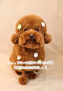 【可愛すぎる犬のビフォーアフター】1年前はトリミングが苦手だったワンちゃん…お利口さんに頑張る現在の姿にほっこり！