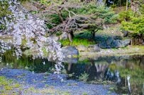 京都御苑に来てるけど「旅先でも常にこれ」　早く帰りたくなる写真に「分かりみが深い」と22万いいね