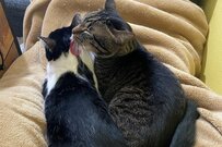 「5分の間で何が」突然緊迫感を漂わせ始める猫たちが注目浴びる