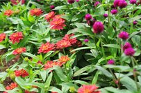 【ガーデニング】多年草＆一年草のオシャレな組み合わせ例を紹介！夏空に映える花々、庭や花壇を美しく