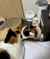 「コイツ…」特等席を盗られた姉猫　のんきに眠る妹猫を見つめる様子が話題