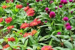 【ガーデニング】多年草＆一年草のオシャレな組み合わせ例を紹介！夏空に映える花々、庭や花壇を美しく