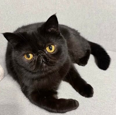 まんまるおめめのかげつちゃん