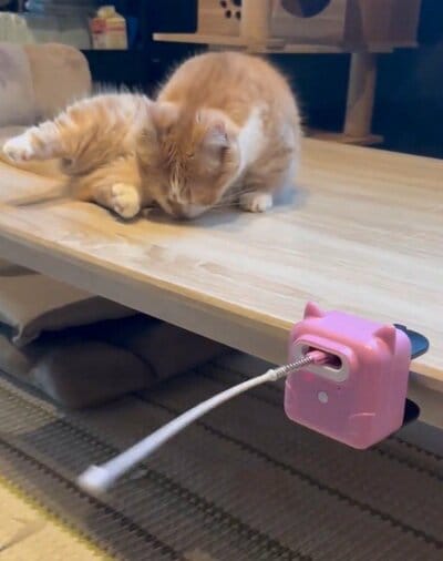 おもちゃより足元の匂いが気になる？