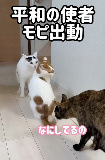 投稿の画像