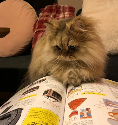 前足でページを抑える姿は人間のよう!