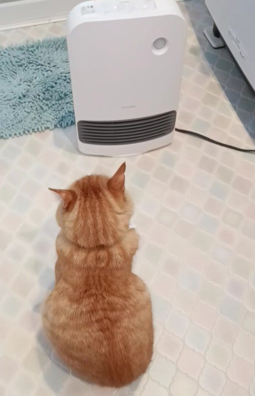 ヒーター前でちょこんとお座りする元保護猫→その優しい気遣いに癒される