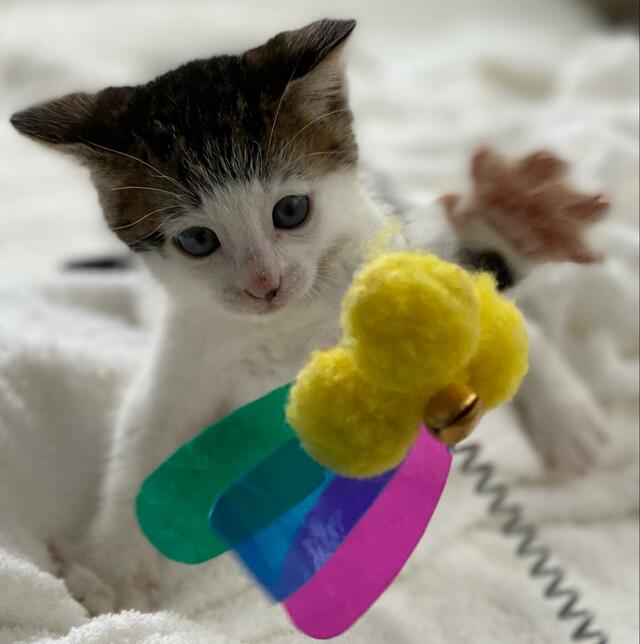 立派に成長しても遊び方は同じ！おもちゃを「ちょんちょん」と触る子猫の5年後と、変わらないキュートな前髪柄