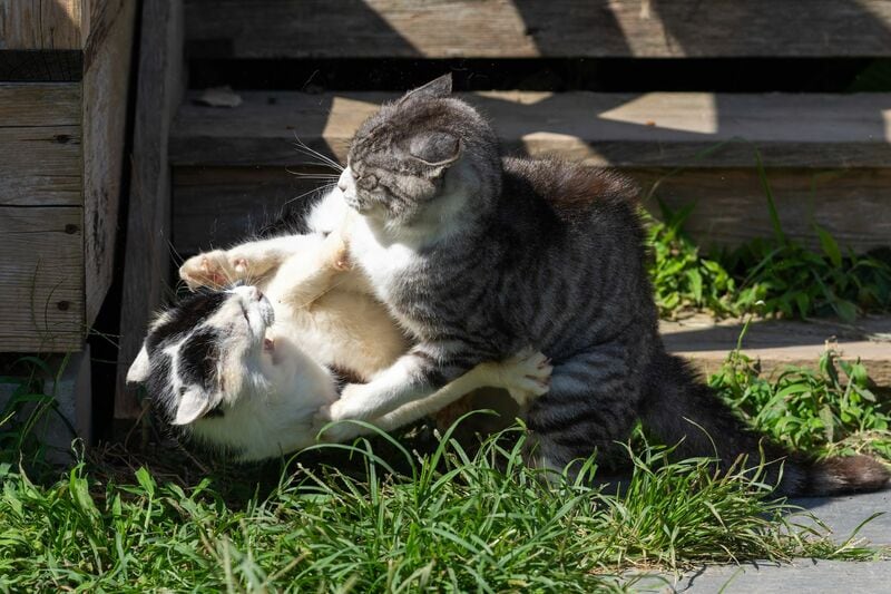 宮城県の猫島「田代島」で出会った猫 「道案内」をしているような姿に癒やされる