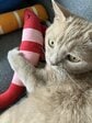 ぬいぐるみを抱いて穏やかな顔の猫が、別の日には「ガン飛ばす」…その落差にクスッとなる
