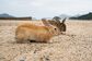 【広島県】足元にすっぽり「ウサギの楽園」での癒し体験に羨望の声　「可愛いは最強」
