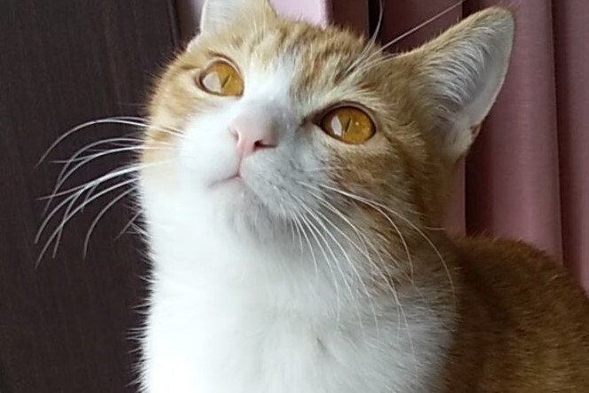 出所：@mero627puri914