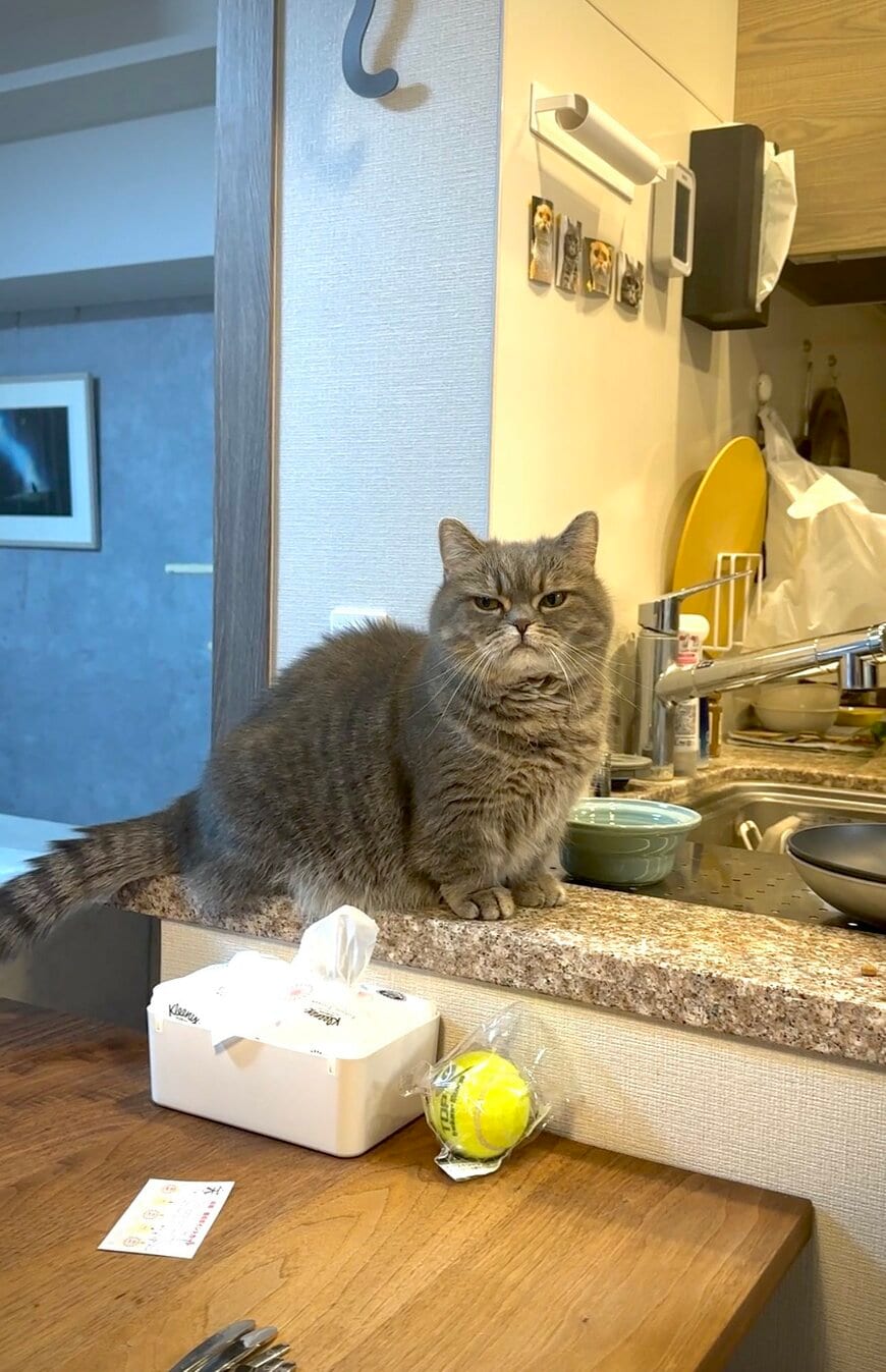 出所：@himaritomugi