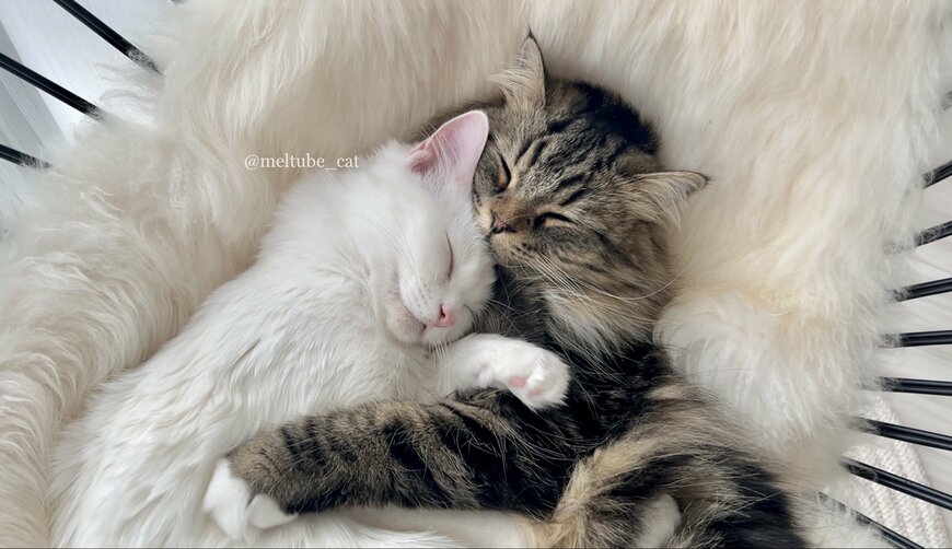 出所：@meltube_cat