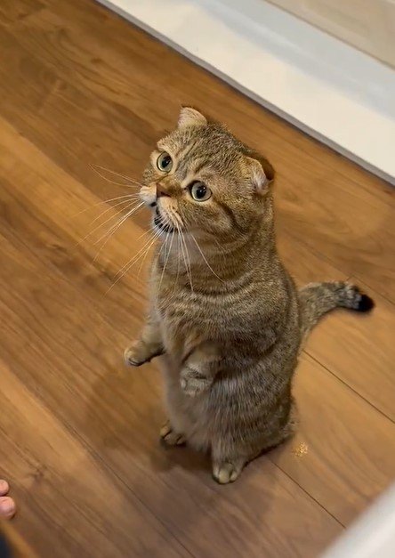 出所：@ponpokopontanu