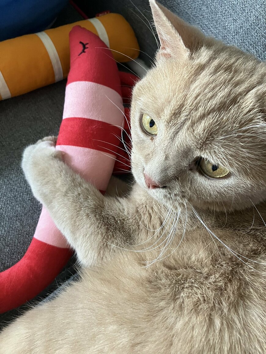 ぬいぐるみを抱いて穏やかな顔の猫が、別の日には「ガン飛ばす」…その落差にクスッとなる