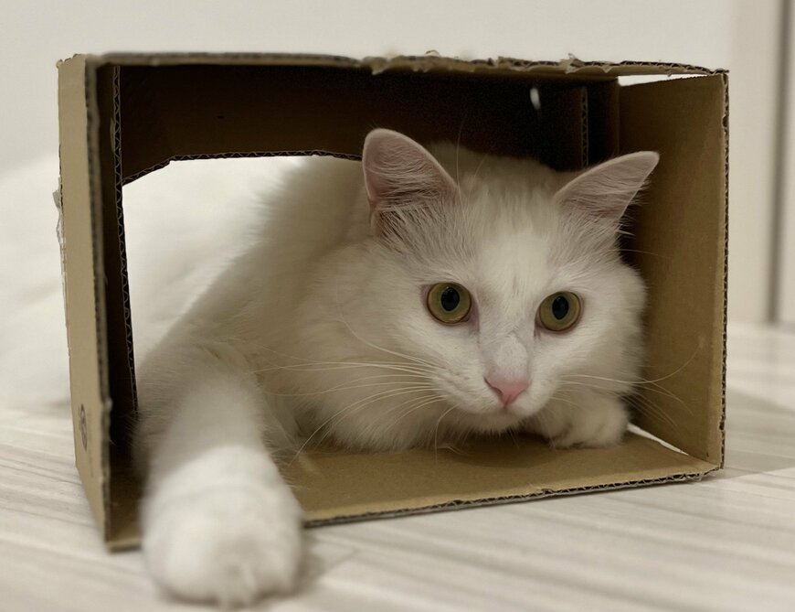 出所：@meltube_cat