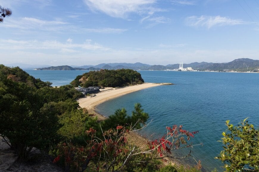 広島県の大久野島で見つけた小さなうさぎを撮影 足元に来た時の「かわいすぎるポーズ」に8.8万いいね