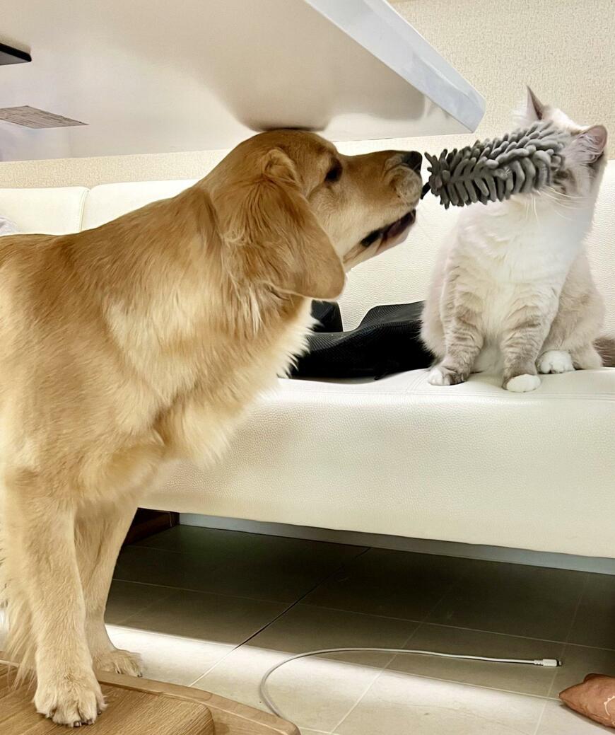 出所：@pu_channeldesu