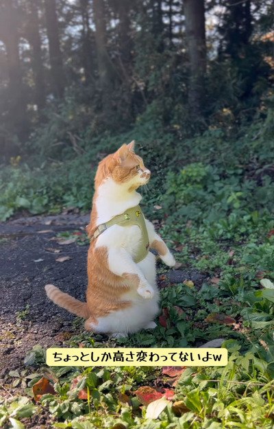 出所：＠monburan_sanpo