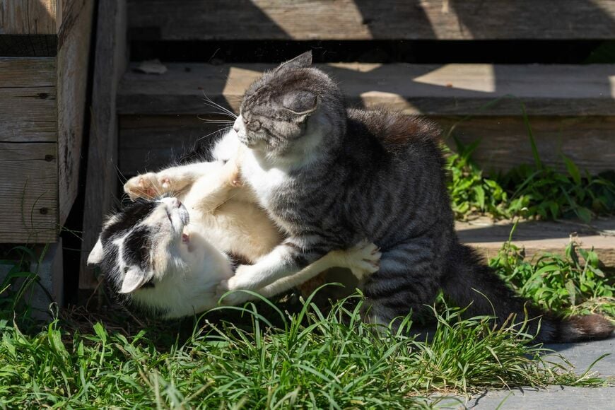 宮城県の猫島「田代島」で出会った猫　「道案内」をしているような姿に癒やされる