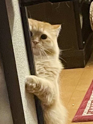 出所：@NEKOLAND13