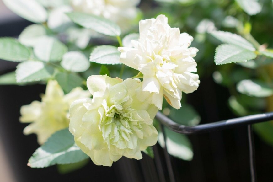 shzumo/istockphoto.com