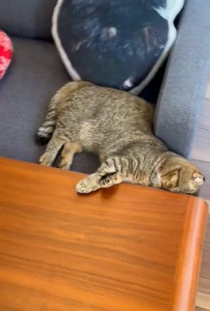 出所：@ponpokopontanu