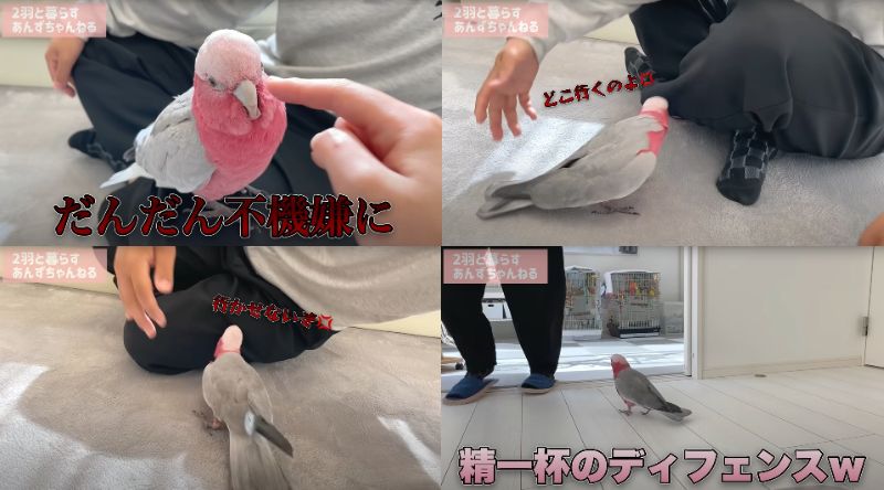 出所：@anz_omomiri