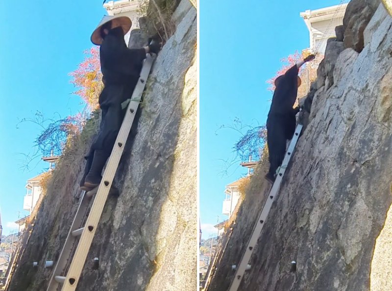 出所：@kusakari.zamurai