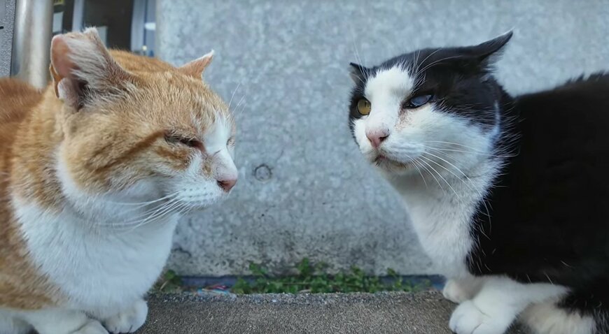 出所：@ImpressedCatVideo