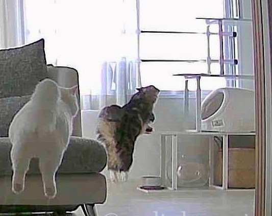 出所：@meltube_cat