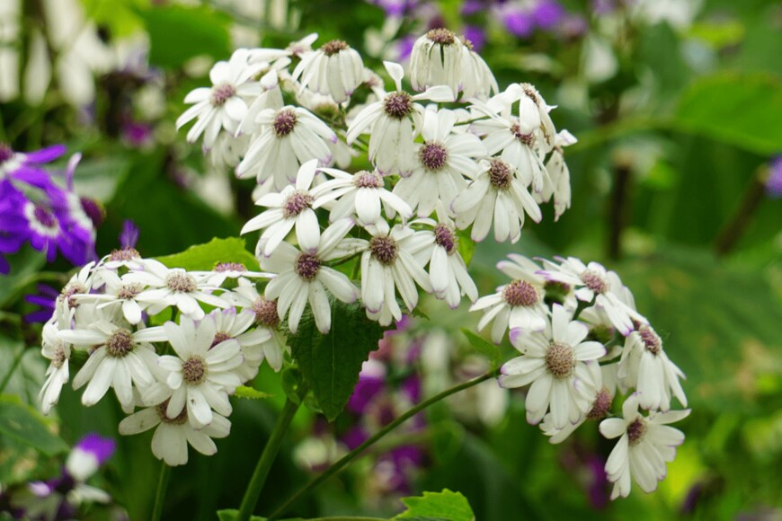 muralird2008/shutterstock.com