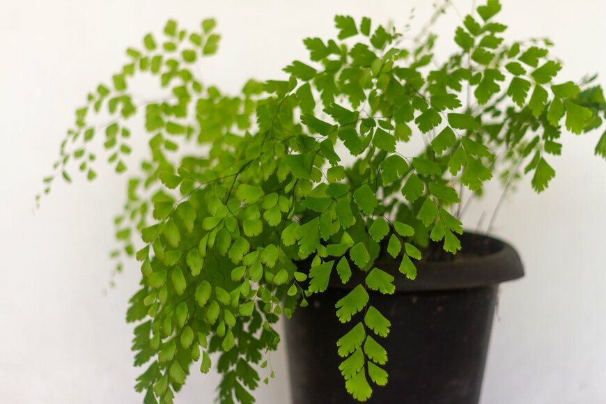 pariketan/Shutterstock.com