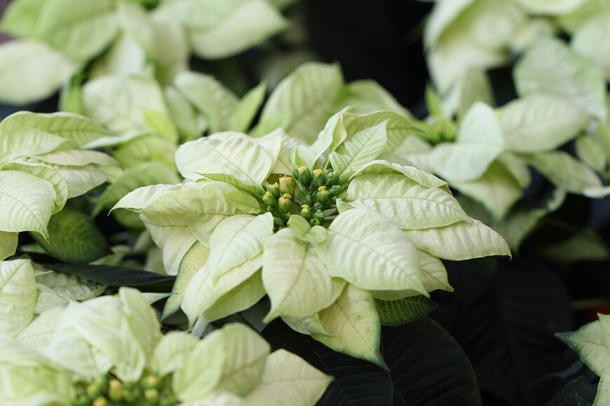 白のポインセチア（Kwanbenz/Shutterstock.com)