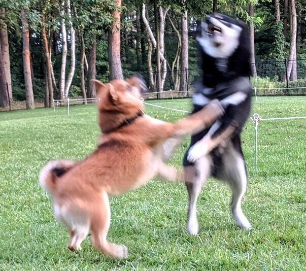 出所：@BLshiba_tensuke