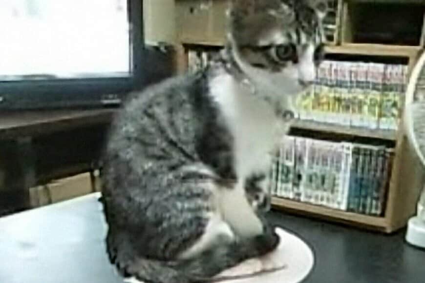 2004年に保護された子猫　22年後の姿に「天晴れ」「今も昔もビューティフル」