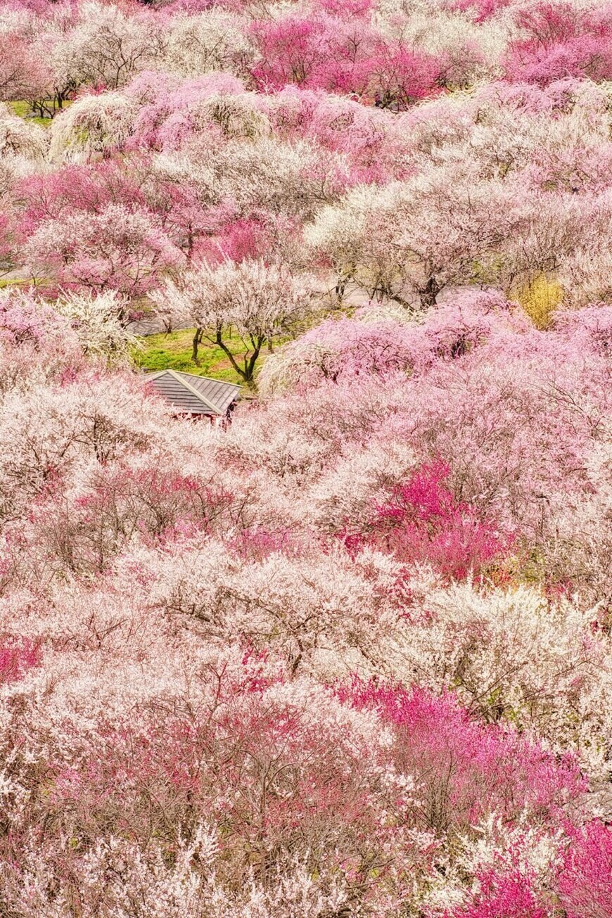 画像出所：@a_yumi0425