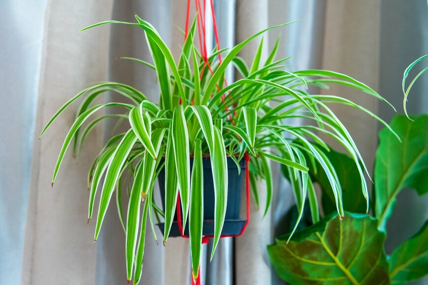 ellinnur bakarudin/shutterstock.com