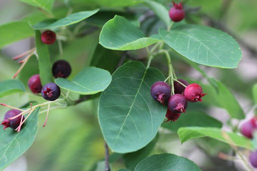 mayu0616/shutterstock.com